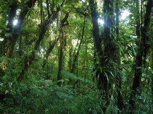 Bosque de Monteverde