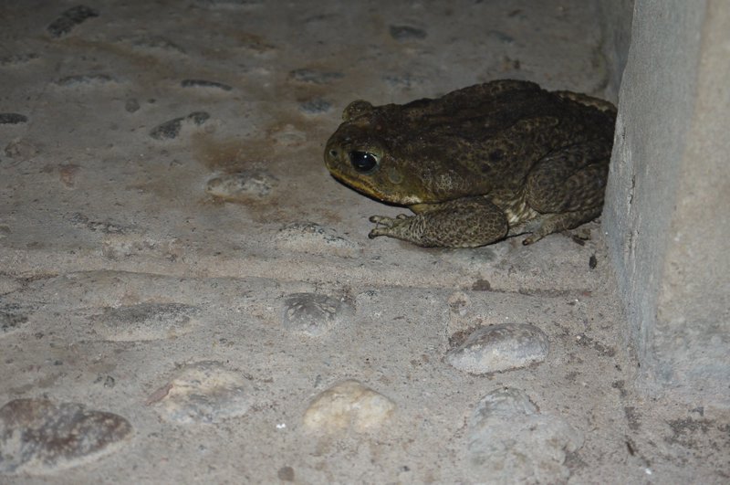 My friend froggy