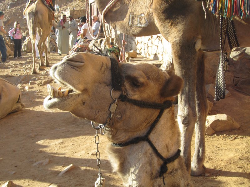 One Camel
