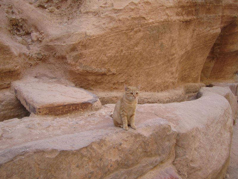 A sandy cat camouflaged in sandstone