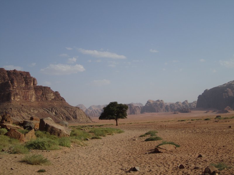 A tree in the Wadi 