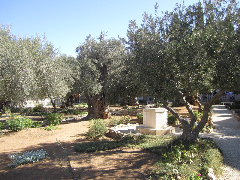 The Garden of Gethsamane