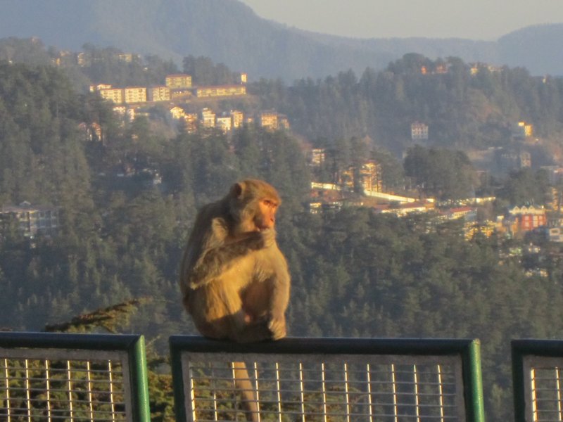 One of the thousands of monkeys in the mountains