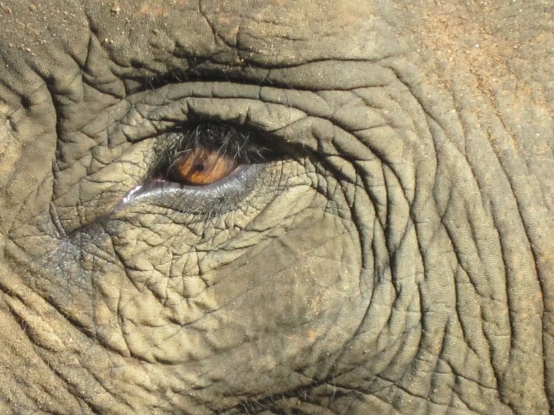 Eye of the elephant