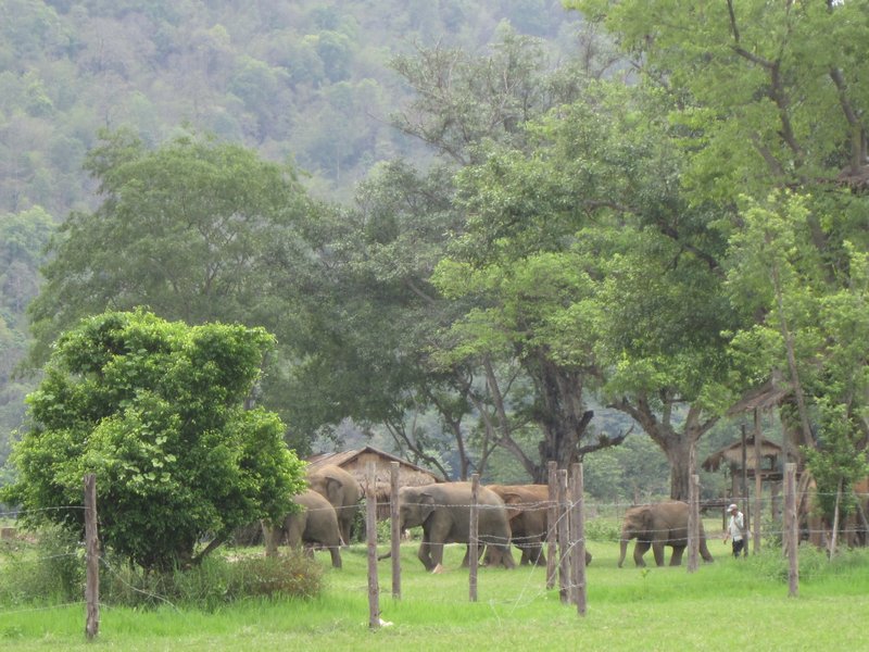 Elephants in the distance