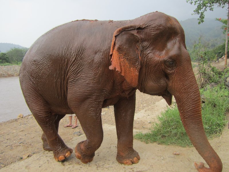 Wet elephant