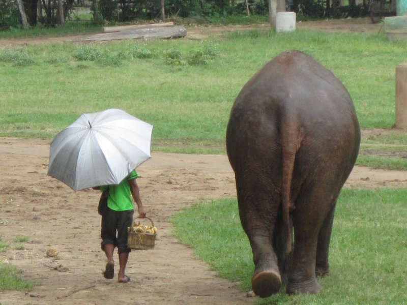 Mahout, umbrella and elephant