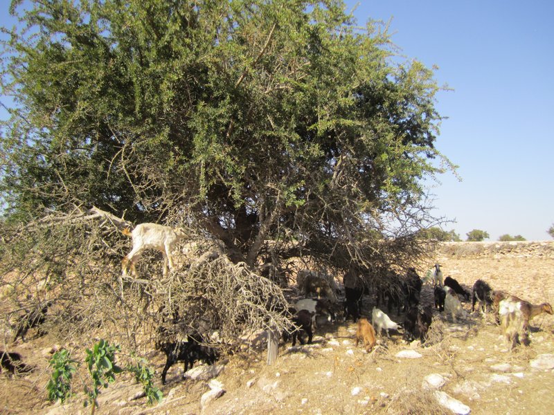 Sheep in an argan tree