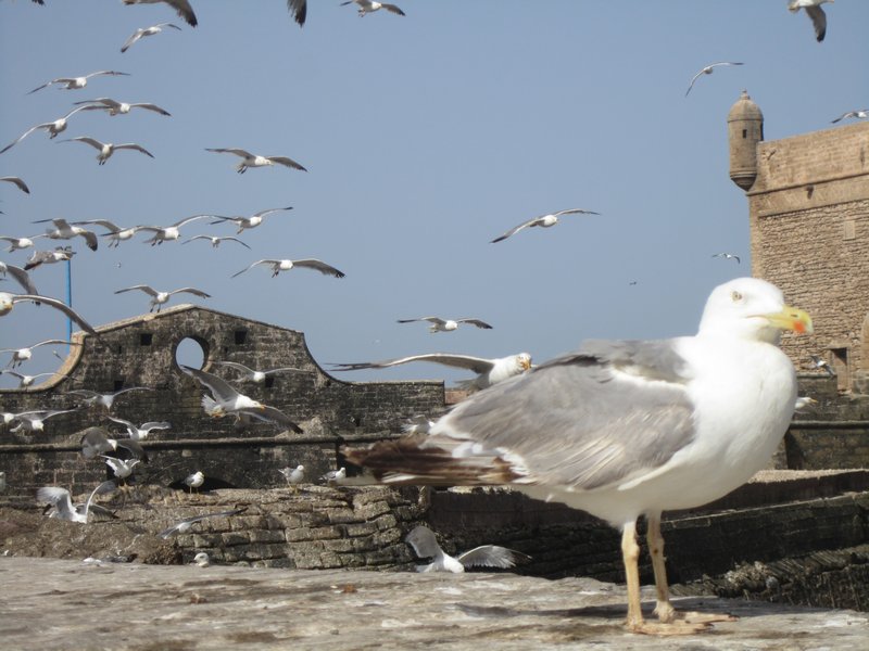 Seagull by the Essaouira Seashore