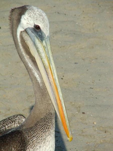 Pelican waiting by the pier.