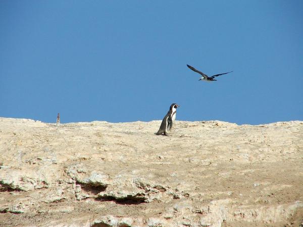 Humboldt Penguin.