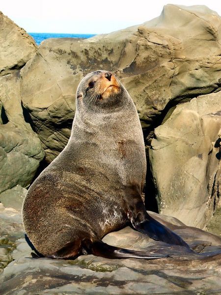 New Zealand Fur Seal - Kaikoura