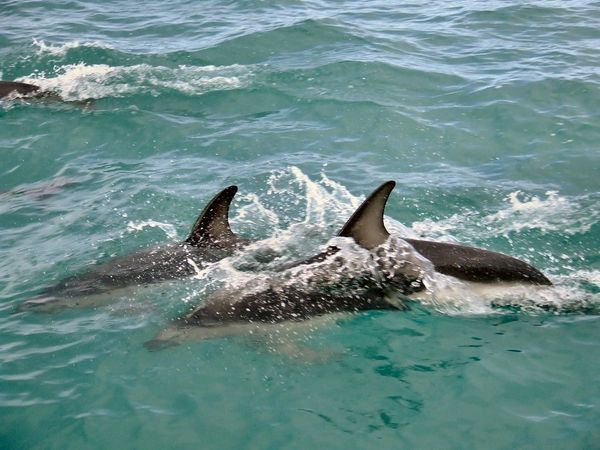 Dusky Dolphins - Kaikoura