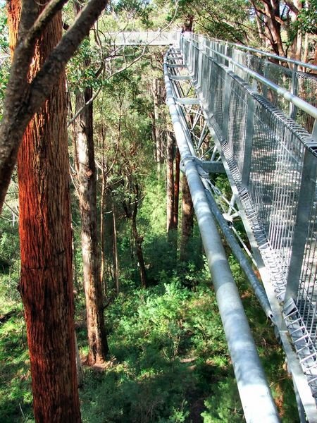 Tree Top Walk - The valley of the giants