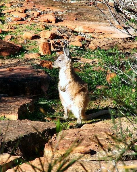 Wallaby - Kalbarri National Park