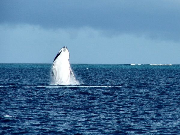 Humpback Whale breaching - Ningaloo Reef