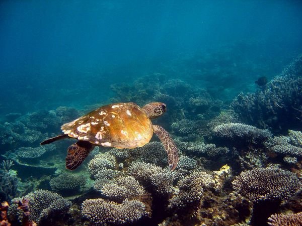 Green Turtle - Ningaloo Reef