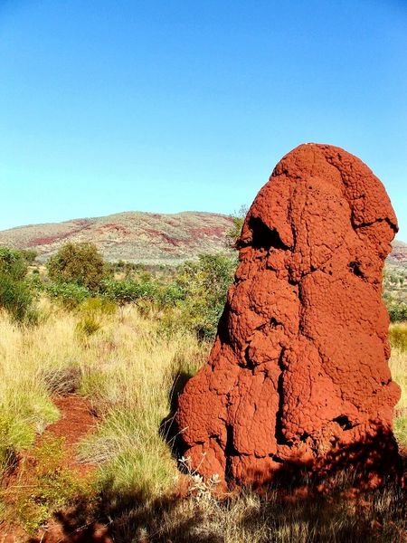 Termite Mound - Karijini National Park