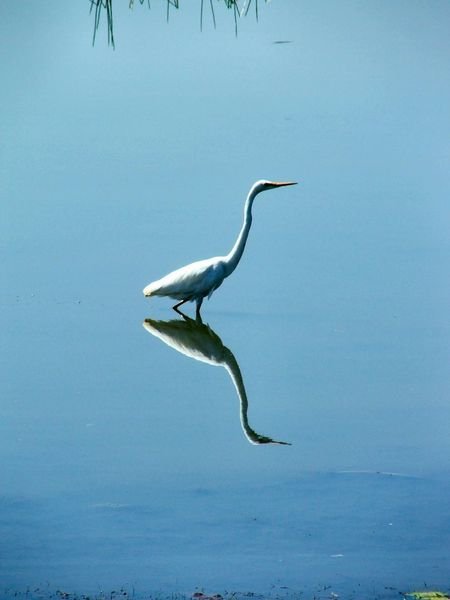Egret - Kakadu National Park