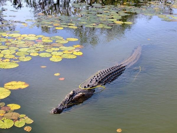 Croc - Kakadu National Park