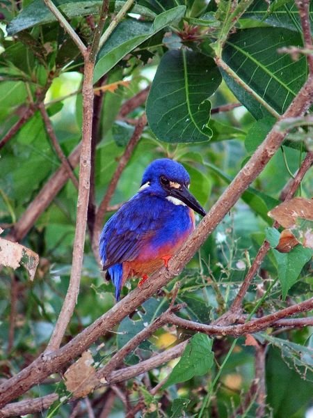 Azure Kingfisher - Kakadu National Park