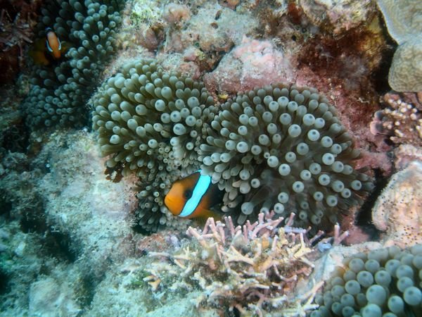 Aneneme Fish - Great Barrier Reef