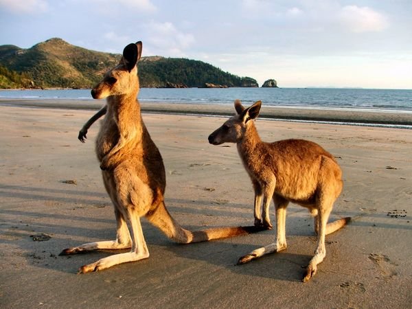 Cape Hillsborough National Park - Kangaroos on the beach