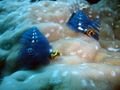 Christmas Tree Worms - Great Barrier Reef