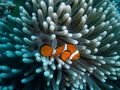 Aneneme Fish - Great Barrier Reef