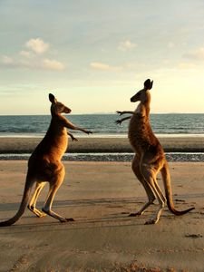 Cape Hillsborough National Park - Kangaroos square off!