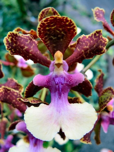 Orchid - Bogor botanical gardens