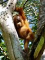 Orangutan - Bukit Lawang