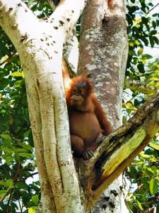 Orangutan - Bukit Lawang