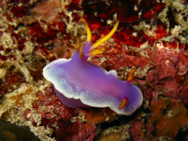 Nudibranch - Hypselodoris bullockii
