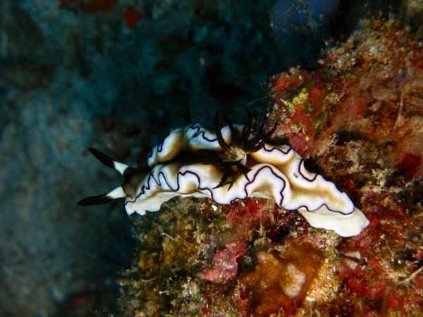 Nudibranch - Glossodoris Atromarginata (?)