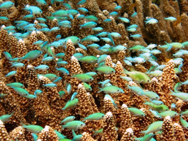 Schooling reef fish