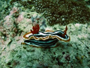 Nudibranch - Chromodoris Magnifa (?)