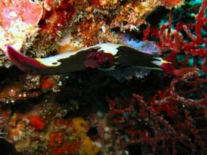 Nudibranch - Nembrotha Chamberlaini