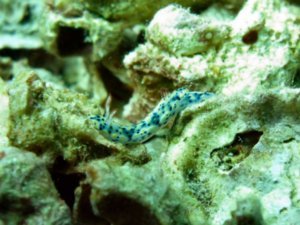 Nudibranch - Hypselodoris Infucata (?)