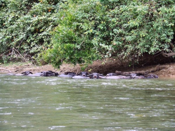Water buffalo in the river.
