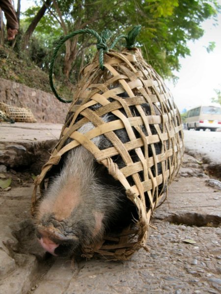 Ooooh, a really nice pig in a bag.