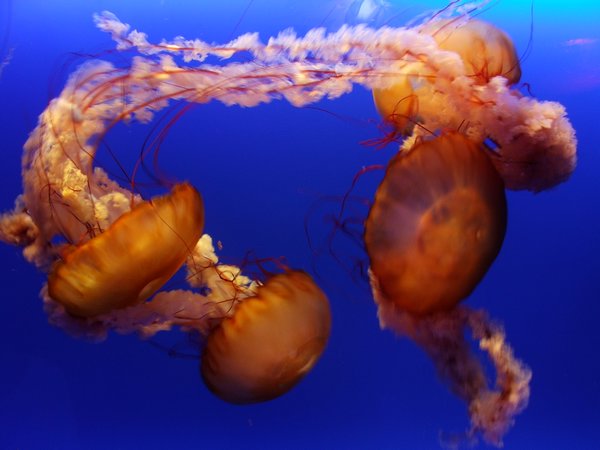 Jellyfish - Ocean Park