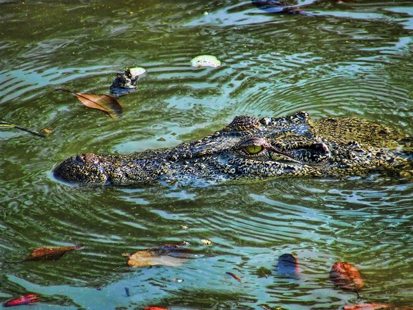 Estuarine Crocodile - Sunderbans