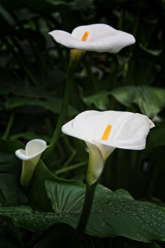 Lilies - Chengdu