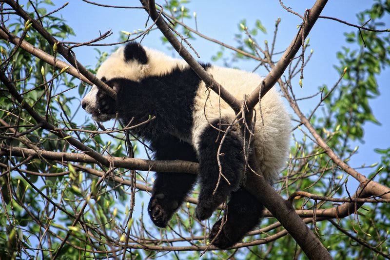 Giant Panda cub hangin' out in a tree...