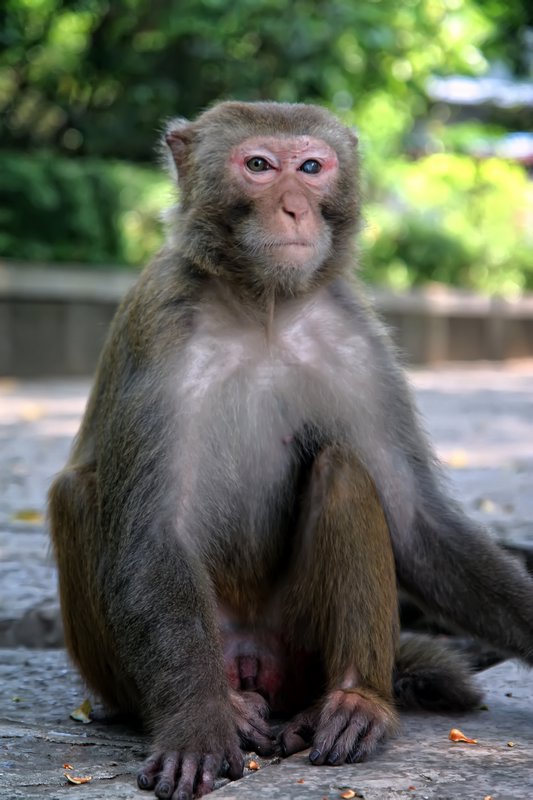 Monkey at Seven Stars Park Guilin