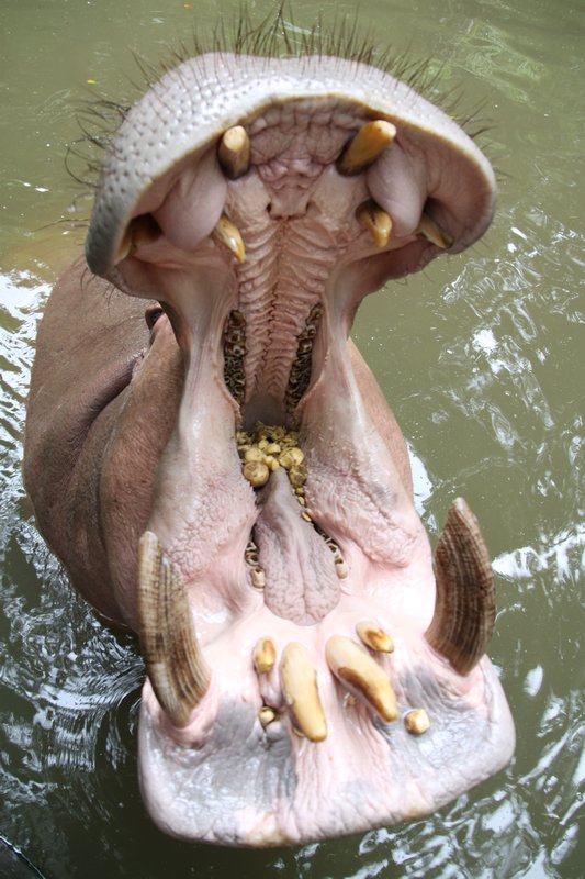 Hippo at Chiang Mai Zoo