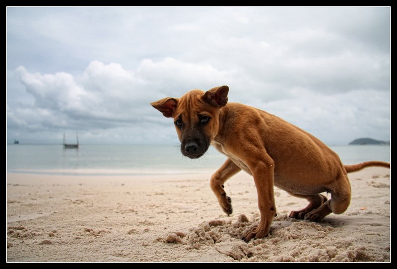 Phu Quoc ridgeback puppy, a dog breed only found on the island.