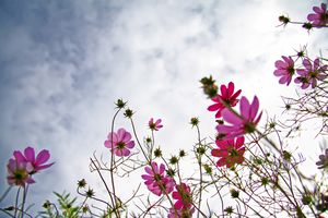 Flowers, Cameron Highlands