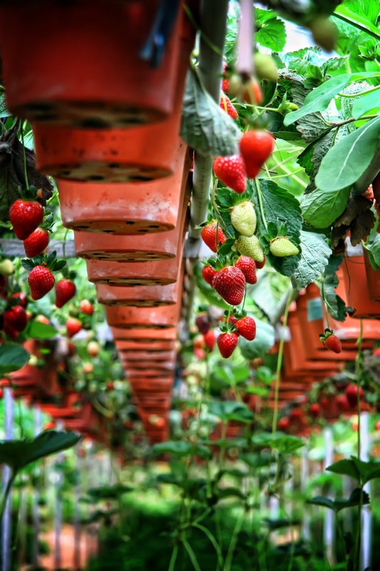 Big Red Strawberry Farm - Cameron Highlands